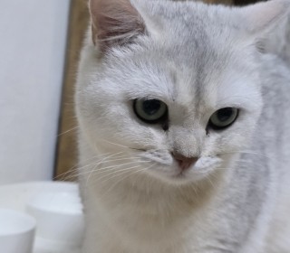 브리티쉬숏 무료분양