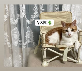 한국 고양이 무료분양