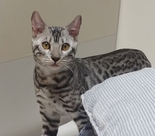 기타 무료분양