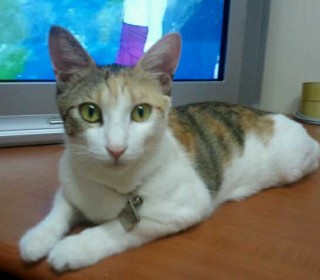 기타 무료분양