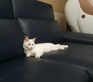터키쉬앙고라 무료분양