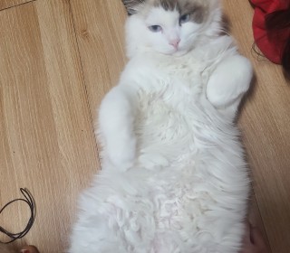 렉돌 무료분양