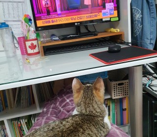 한국 고양이 무료분양
