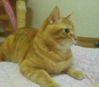 터키쉬앙고라 무료분양