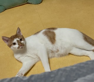 한국 고양이 무료분양