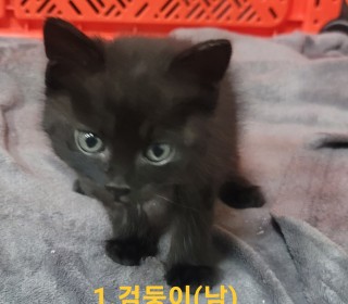 한국 고양이 무료분양