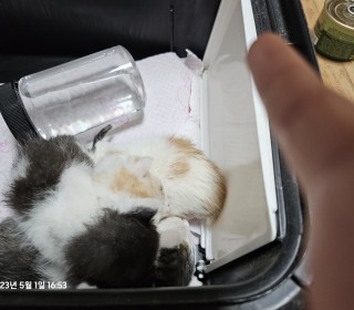 한국 고양이 무료분양