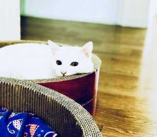 기타 무료분양