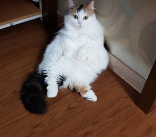기타 무료분양