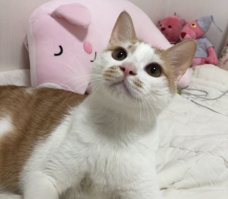 기타 무료분양