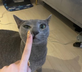 러시안 블루 무료분양