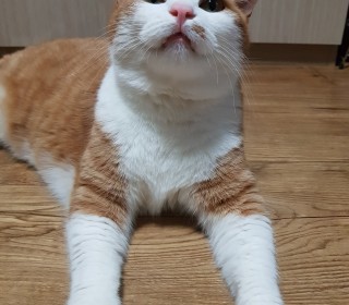 한국 고양이 무료분양