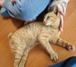 한국 고양이 무료분양