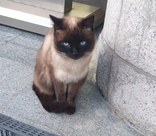 샴 무료분양