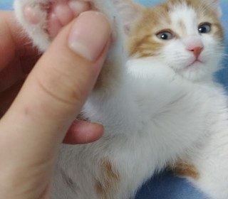 한국 고양이 무료분양