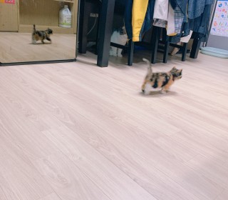 한국 고양이 무료분양