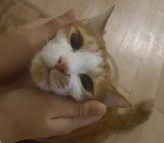 한국 고양이 무료분양