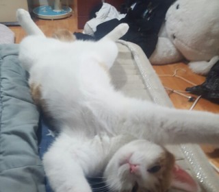 한국 고양이 무료분양