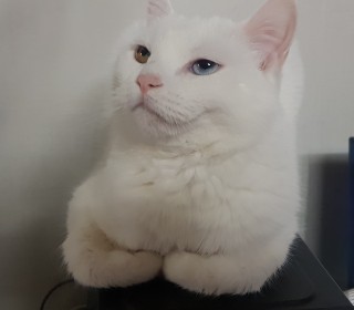 터키쉬앙고라 무료분양