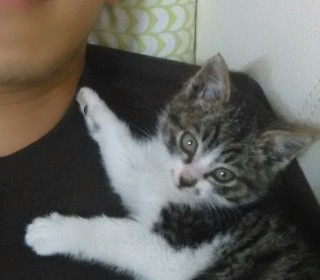 한국 고양이 무료분양