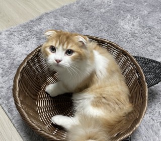 스코티쉬 폴드 무료분양