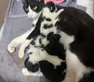 기타 무료분양