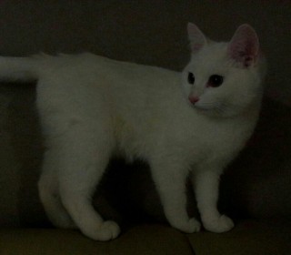 터키쉬앙고라 무료분양