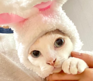 기타 무료분양