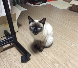 샴 무료분양