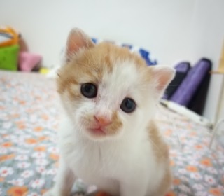 한국 고양이 무료분양