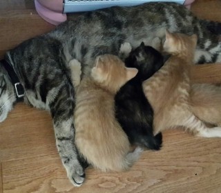 한국 고양이 무료분양