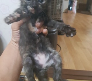 한국 고양이 무료분양