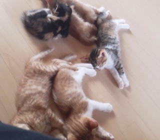 한국 고양이 무료분양