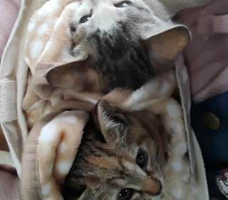한국 고양이 무료분양