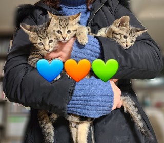 한국 고양이 무료분양