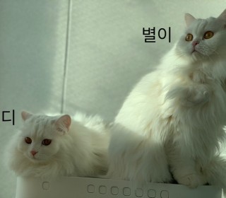 기타 무료분양