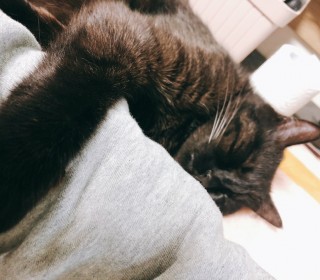 브리티쉬숏 무료분양