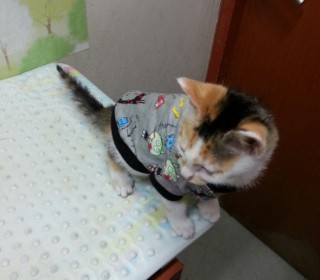 한국 고양이 무료분양