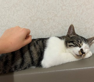 한국 고양이 무료분양