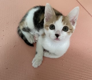 한국 고양이 무료분양