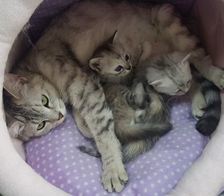 아메리칸 숏헤어 무료분양