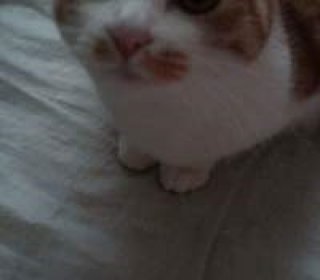 한국 고양이 무료분양