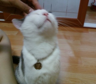 코리안숏헤어 무료분양