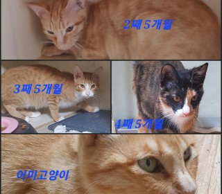 한국 고양이 무료분양
