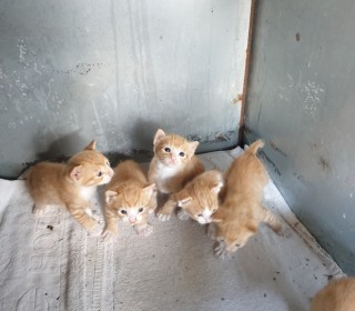 한국 고양이 무료분양