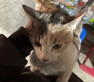 한국 고양이 무료분양