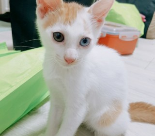 한국 고양이 무료분양