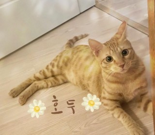 한국 고양이 무료분양