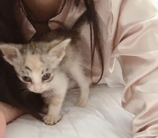 기타 무료분양