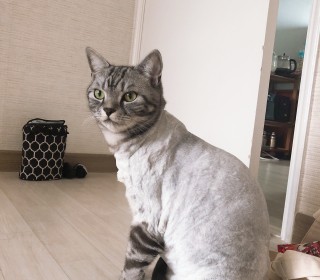 아메리칸 숏헤어 무료분양